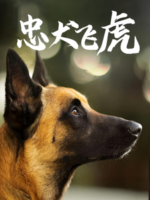 忠犬飞虎（33集）一口气享受短剧大结局的快感