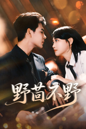 野茴不野（67集）精彩短剧剧情不容错过