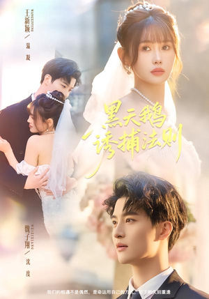 黑天鹅诱捕法册（80集）免费短剧观看爽翻天